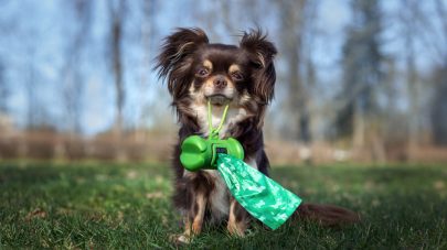 The Ultimate Dog Poop Guide