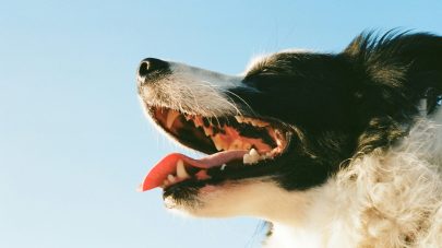 What to do if Your Pet Needs Dental Surgery